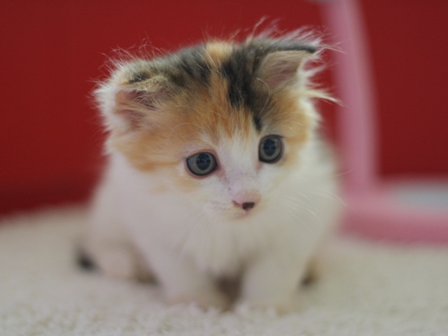 マンチカンの子猫画像