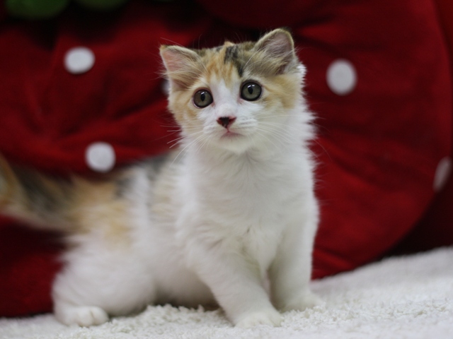 マンチカンの子猫画像