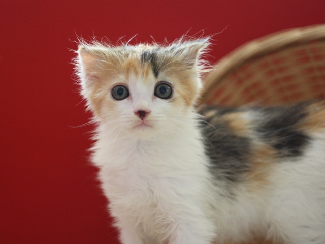 マンチカンの子猫画像