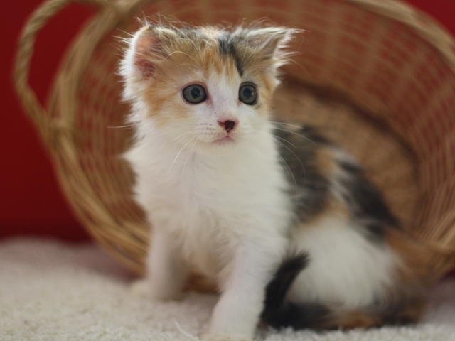 マンチカンの子猫画像