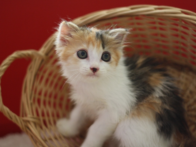 マンチカンの子猫画像