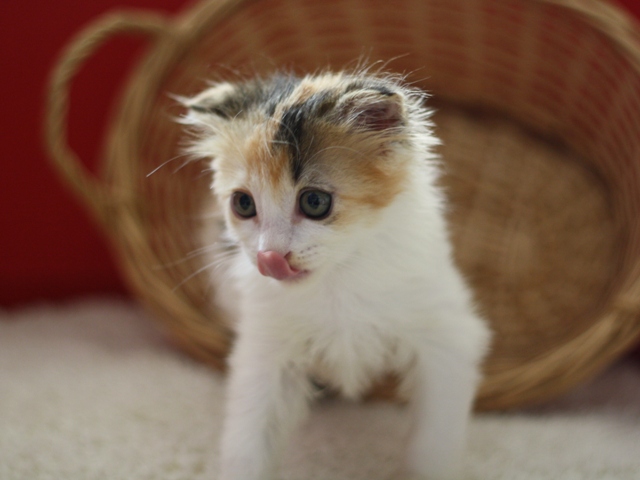 マンチカンの子猫画像