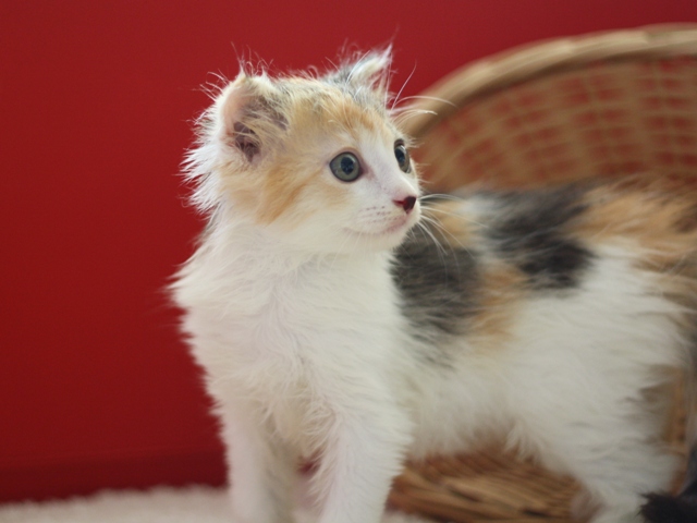 マンチカンの子猫画像