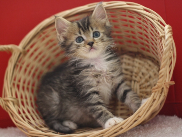 マンチカンの子猫画像