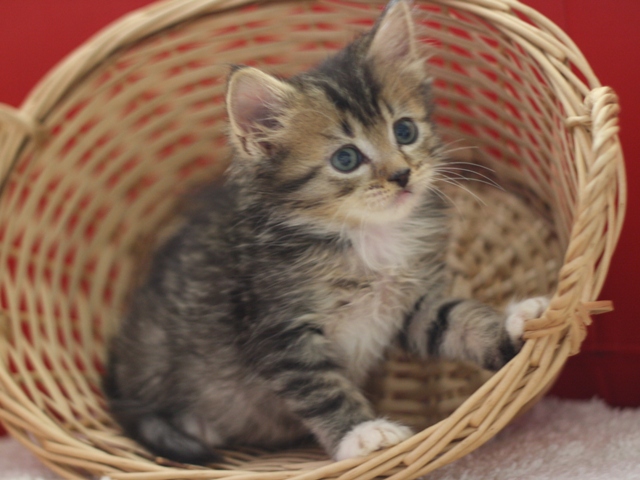 マンチカンの子猫画像