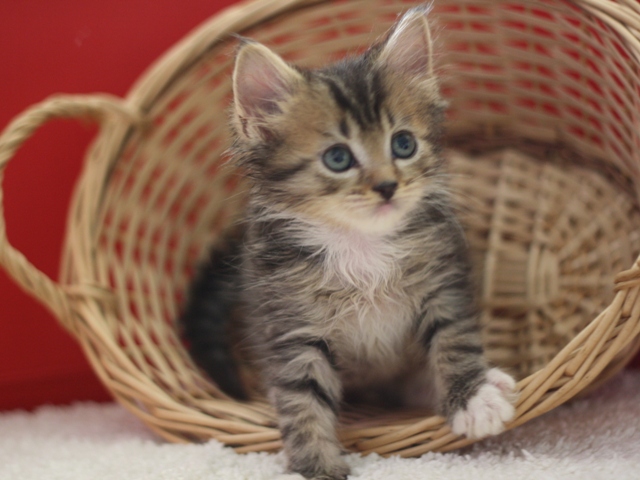 マンチカンの子猫画像