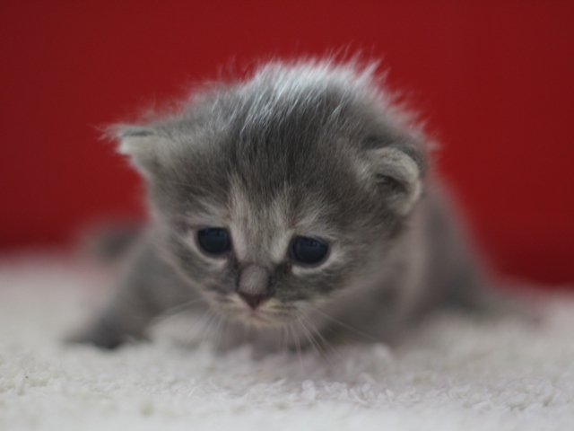 マンチカンの子猫画像