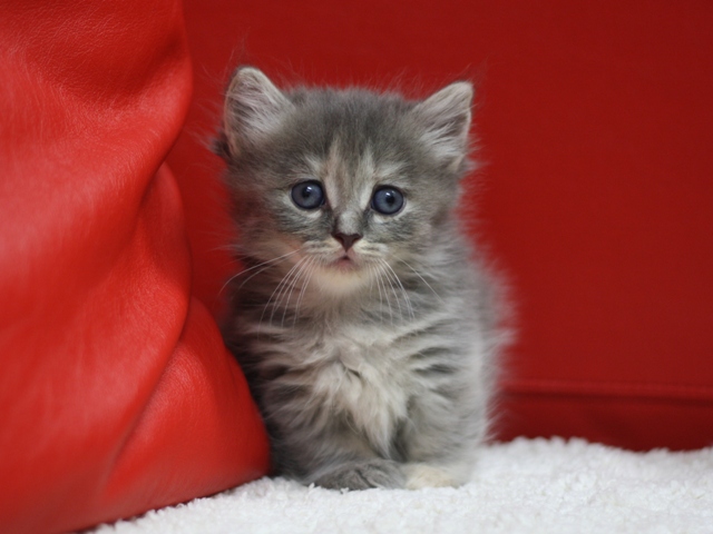 マンチカンの子猫画像