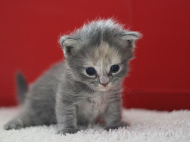 マンチカンの子猫画像