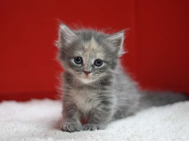 マンチカンの子猫画像