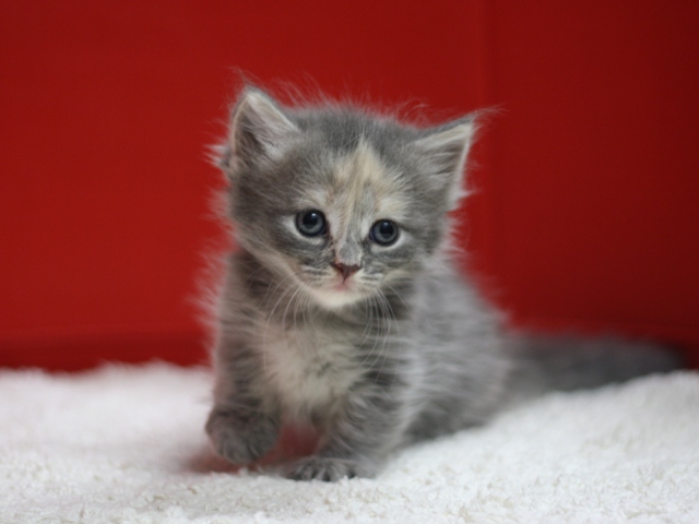 マンチカンの子猫画像