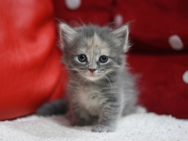 マンチカンの子猫画像