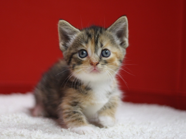 マンチカンの子猫画像