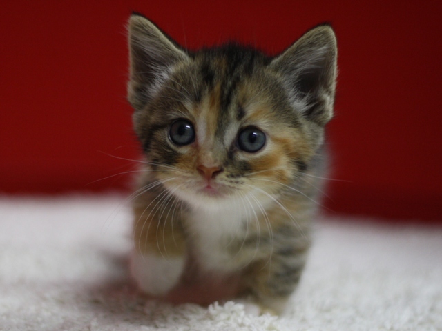 マンチカンの子猫画像