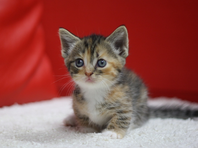 マンチカンの子猫画像