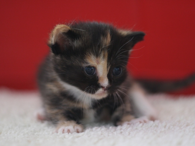 マンチカンの子猫画像