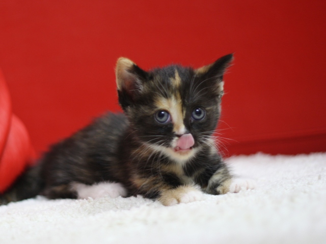 マンチカンの子猫画像