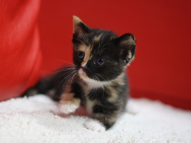 マンチカンの子猫画像