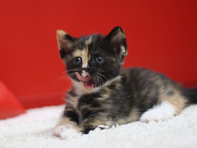 マンチカンの子猫画像