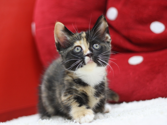 マンチカンの子猫画像