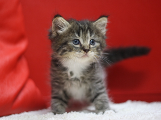 マンチカンの子猫画像