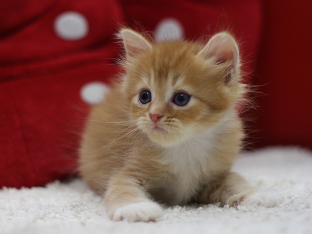 マンチカンの子猫画像