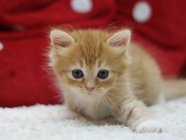 マンチカンの子猫画像