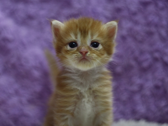 マンチカンの子猫画像