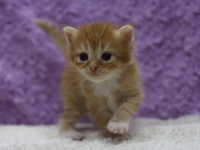 マンチカンの子猫画像