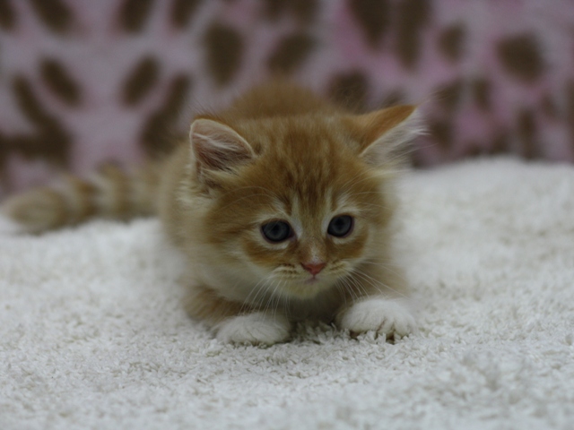 マンチカンの子猫画像