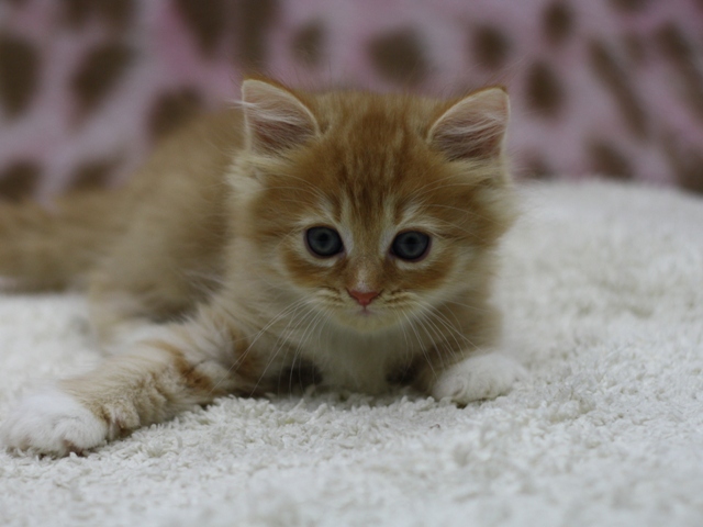 マンチカンの子猫画像