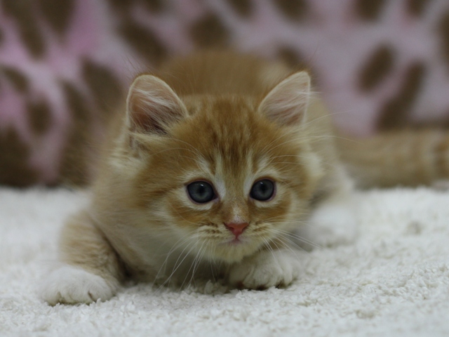 マンチカンの子猫画像