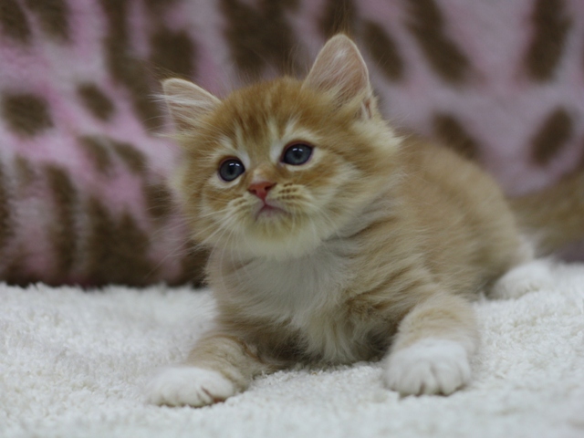 マンチカンの子猫画像