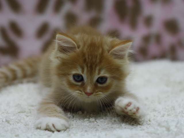 マンチカンの子猫画像