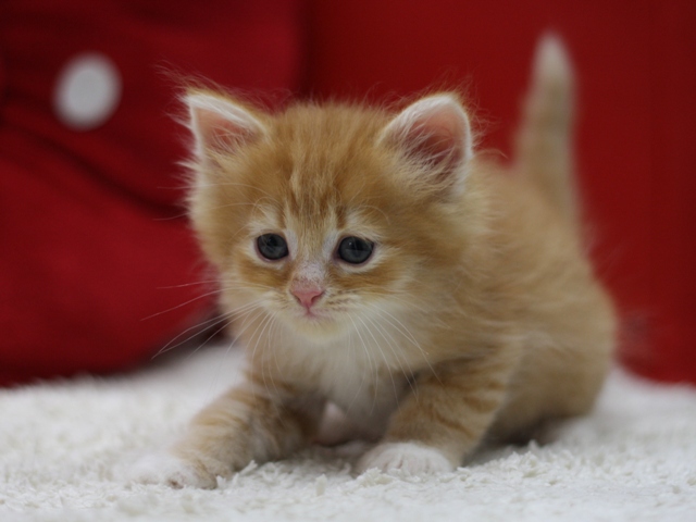 マンチカンの子猫画像