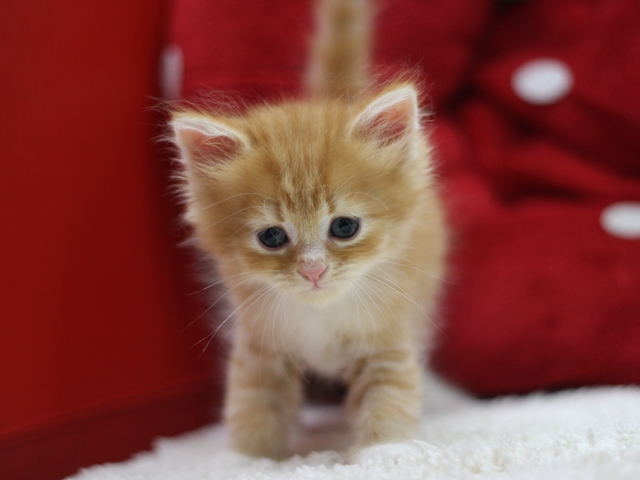 マンチカンの子猫画像