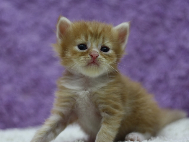 マンチカンの子猫画像