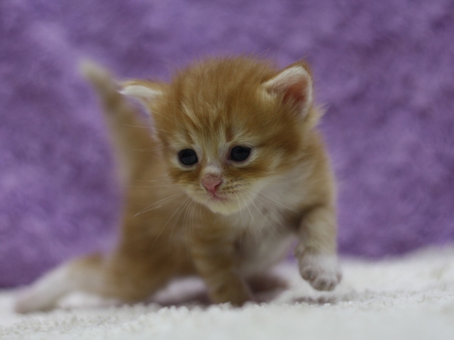 マンチカンの子猫画像
