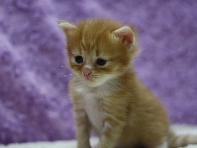 マンチカンの子猫画像