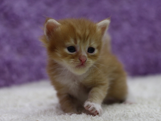 マンチカンの子猫画像