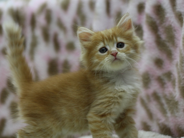 マンチカンの子猫画像
