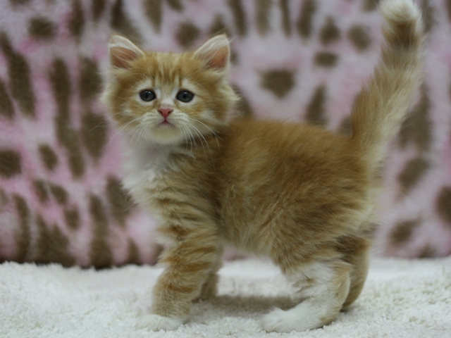 マンチカンの子猫画像