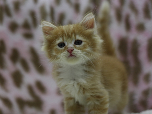 マンチカンの子猫画像
