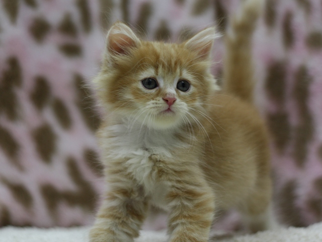 マンチカンの子猫画像