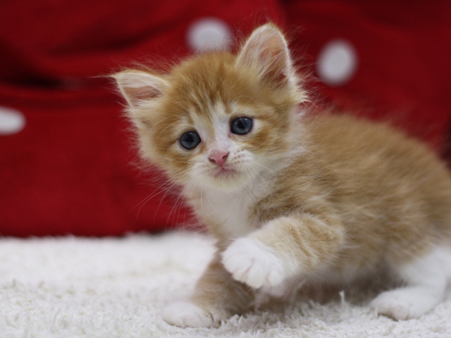 マンチカンの子猫画像