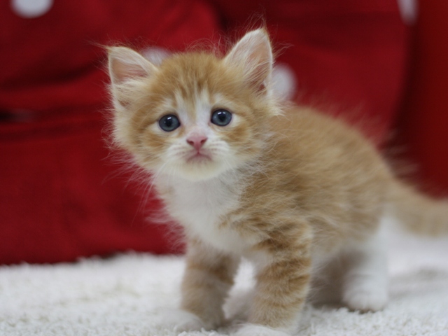 マンチカンの子猫画像