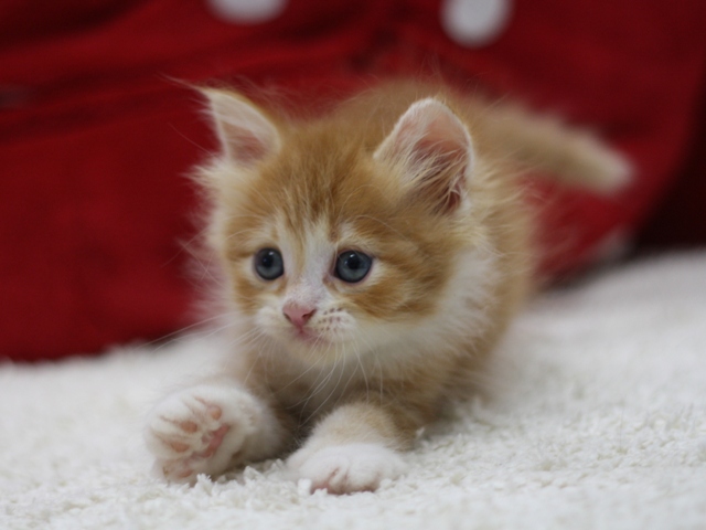 マンチカンの子猫画像