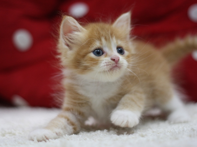 マンチカンの子猫画像