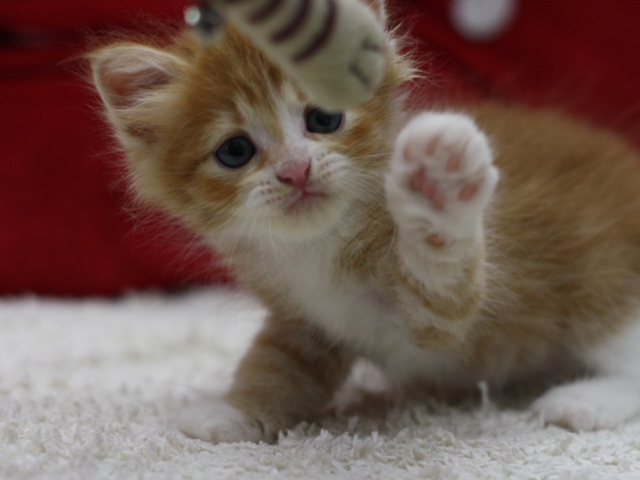 マンチカンの子猫画像