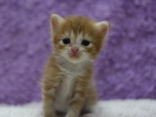 マンチカンの子猫画像